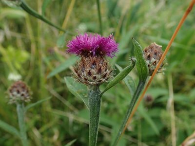 Centaurea debeauxii, photographed by Daniel Cahen