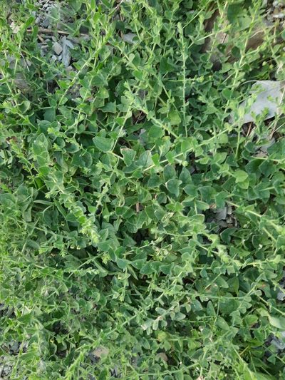 Kickxia caucasica, photographed by Виктория Билоус