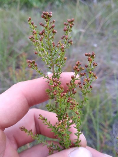 Lechea divaricata, photographed by Scott Ward