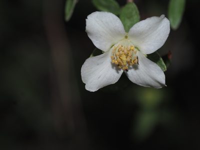 Philadelphus microphyllus, photographed by Clay Gibbons
