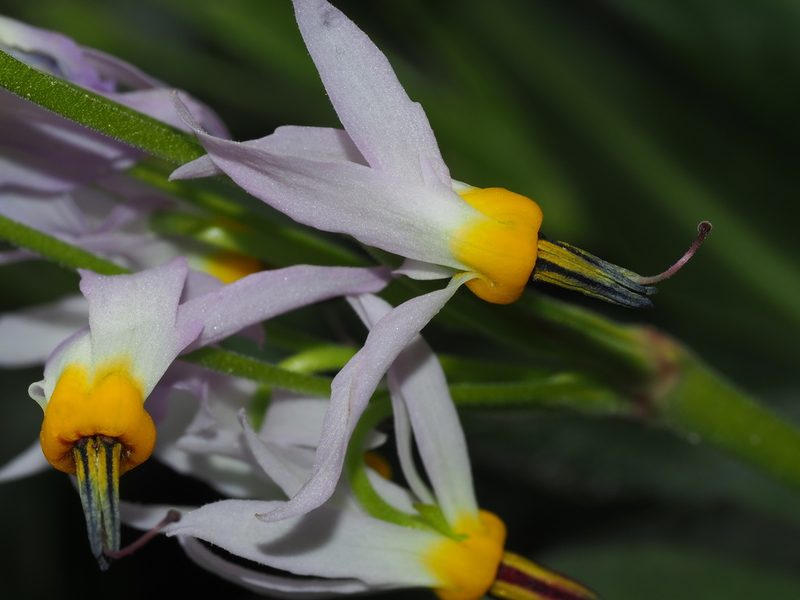 Primula fragrans, photographed by Clay Gibbons
