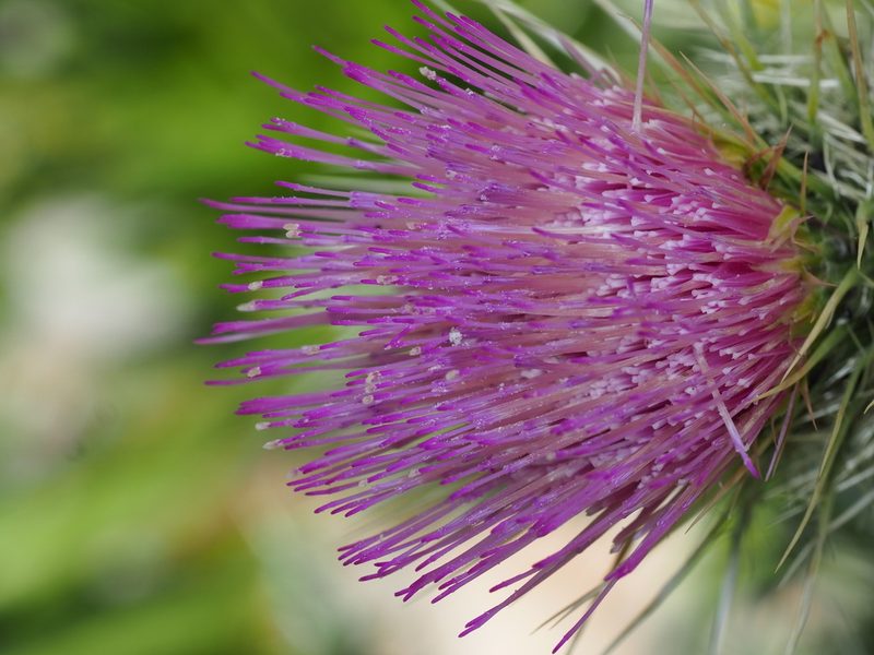 Cirsium clokeyi, photographed by Clay Gibbons