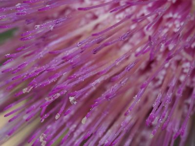Cirsium clokeyi, photographed by Clay Gibbons