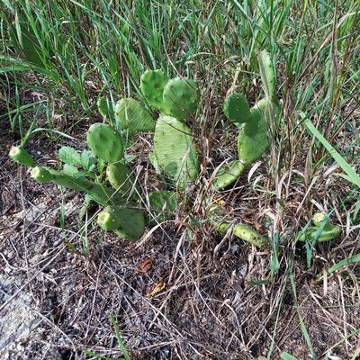 Opuntia humifusa, photographed by the swamp ass