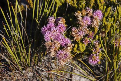 Stilbe ericoides, photographed by Tony Rebelo