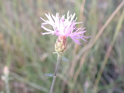 Centaurea paniculata, photographed by David Delon