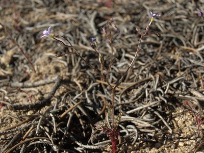 Gilia ophthalmoides, photographed by Jim Morefield
