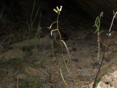 Streptanthus cooperi, photographed by Jim Morefield