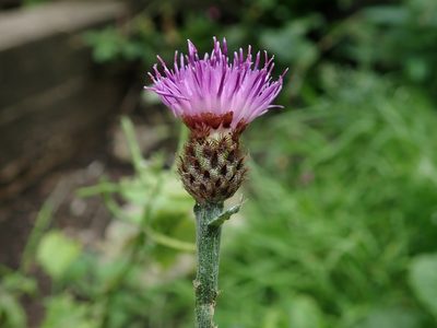Centaurea debeauxii, photographed by Daniel Cahen