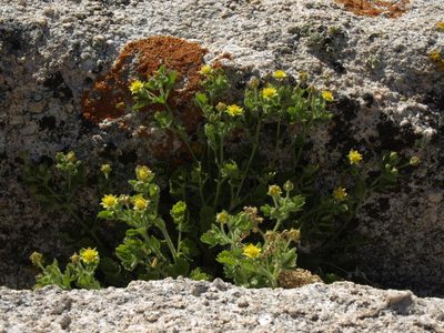 Potentilla saxosa, photographed by Jim Morefield