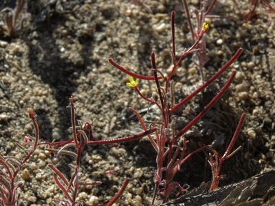 Camissonia pusilla, photographed by Jim Morefield