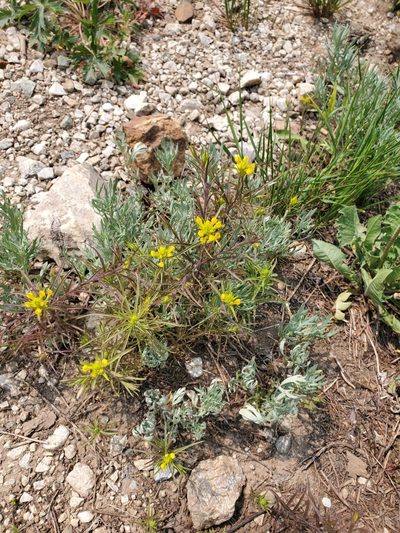 Orthocarpus tolmiei, photographed by Aaron Roe