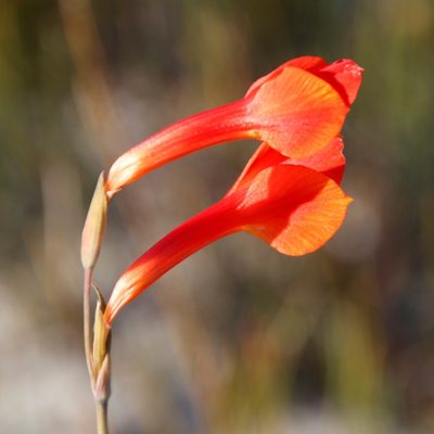 Gladiolus merianellus, photographed by Tony Rebelo