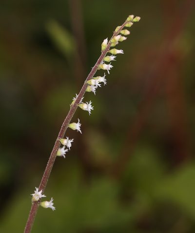 Ozomelis diversifolia, photographed by Steve Matson