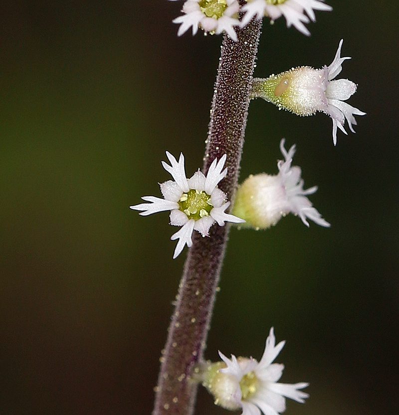 Ozomelis diversifolia, photographed by Steve Matson