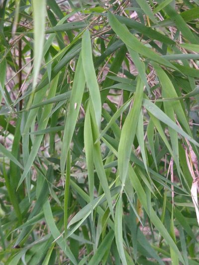 Otatea acuminata, photographed by Abraham Sánchez Romero
