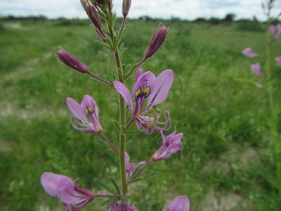 Cleome hirta, photographed by Robert Taylor