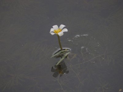 Cabomba caroliniana, photographed by Andrew Conboy