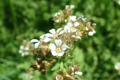 Potentilla douglasii, photographed by Steve Woodward