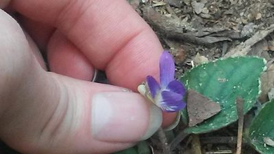 Viola villosa, photographed by Hippytiger
