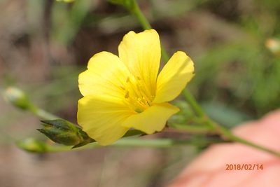 Linum thunbergii, photographed by Peter Warren