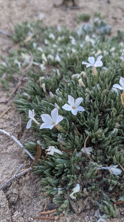 Phlox griseola, photographed by Darrin Gobble