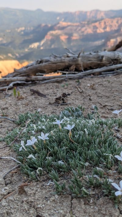 Phlox griseola, photographed by Darrin Gobble