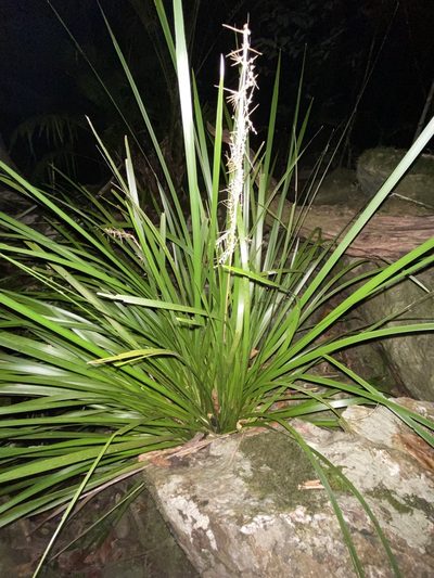 Lomandra hystrix, photographed by Greg Tasney