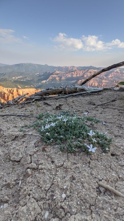 Phlox griseola, photographed by Darrin Gobble