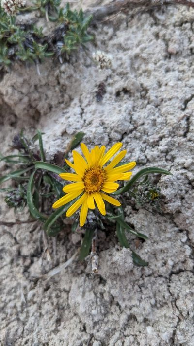 Pyrrocoma clementis, photographed by Darrin Gobble