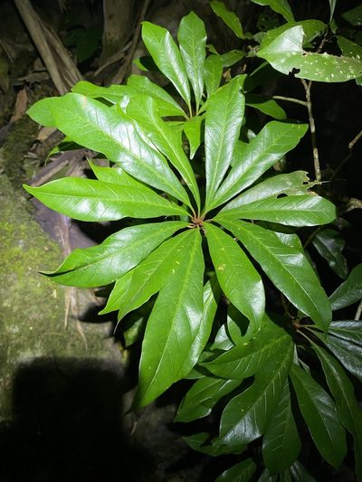 Palaquium galactoxylum, photographed by Greg Tasney