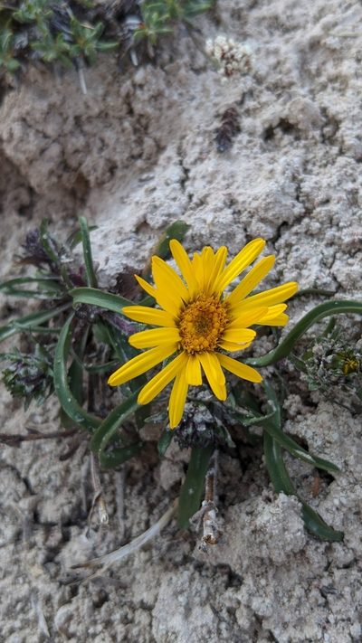 Pyrrocoma clementis, photographed by Darrin Gobble