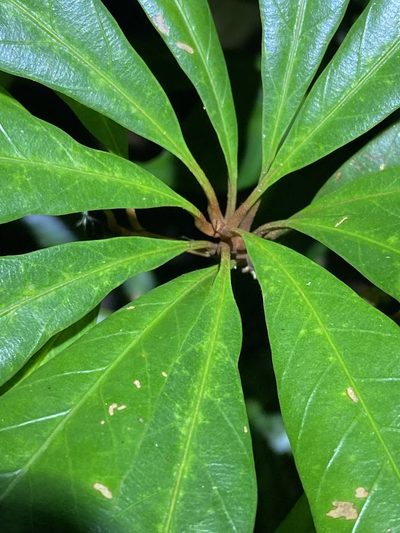 Palaquium galactoxylum, photographed by Greg Tasney