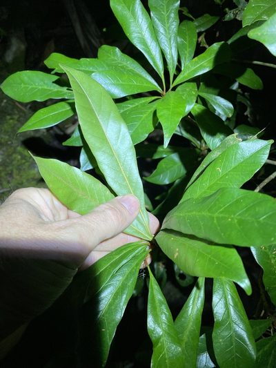 Palaquium galactoxylum, photographed by Greg Tasney