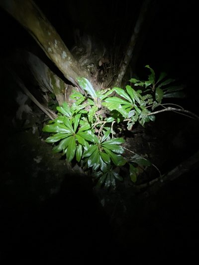 Palaquium galactoxylum, photographed by Greg Tasney