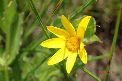 Osteospermum grandidentatum, photographed by Peter Warren