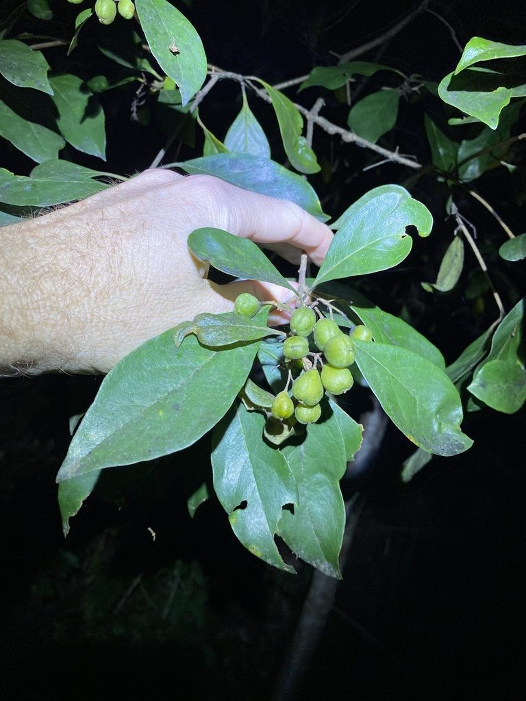Pittosporum ferrugineum, photographed by Greg Tasney