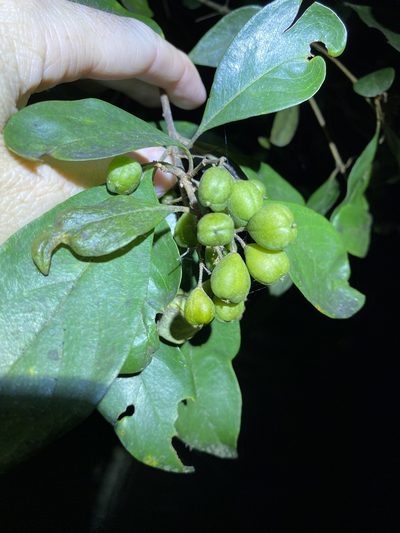 Pittosporum ferrugineum, photographed by Greg Tasney