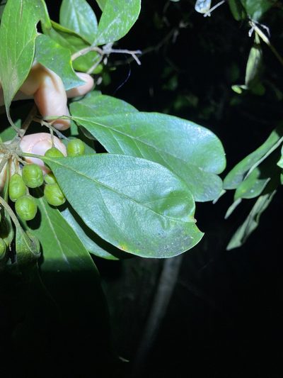 Pittosporum ferrugineum, photographed by Greg Tasney