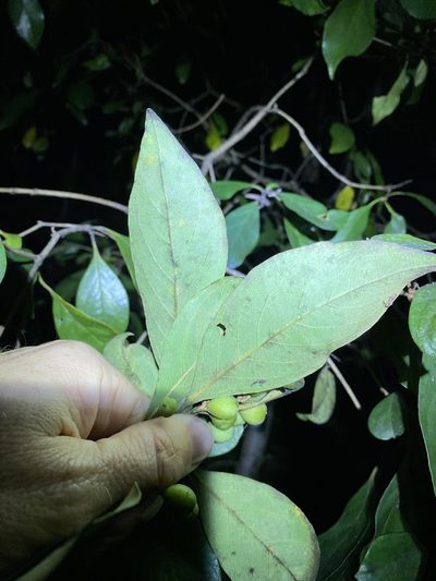 Pittosporum ferrugineum, photographed by Greg Tasney