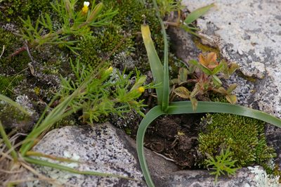 Oziroe acaulis, photographed by Don Johnston