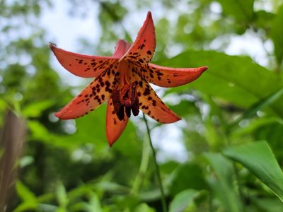 Lilium canadense, photographed by Elias