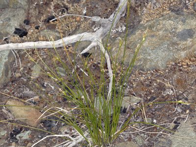 Carex multicaulis, photographed by Steve Matson