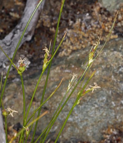 Carex multicaulis, photographed by Steve Matson