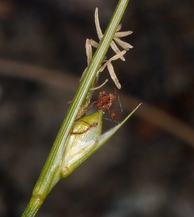 Carex multicaulis, photographed by Steve Matson