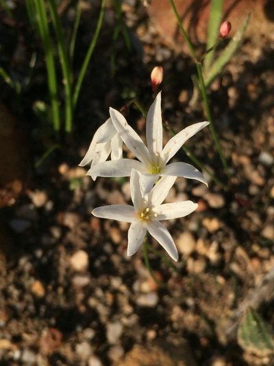 Strumaria spiralis, photographed by Brian du Preez
