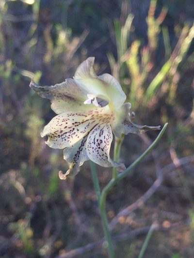 Gladiolus recurvus, photographed by Brian du Preez