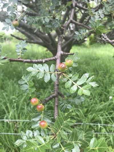 Bursera glabrifolia, photographed by Elliot Greiner