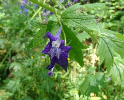 Delphinium trolliifolium, photographed by Sandra Keller