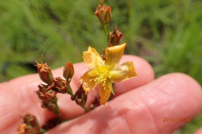 Hypericum lalandii, photographed by Peter Warren